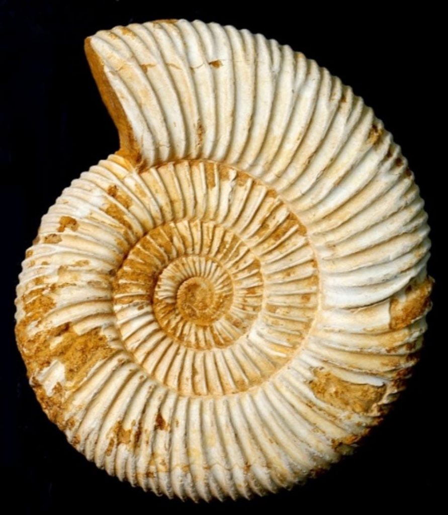Australia fossil Fossil